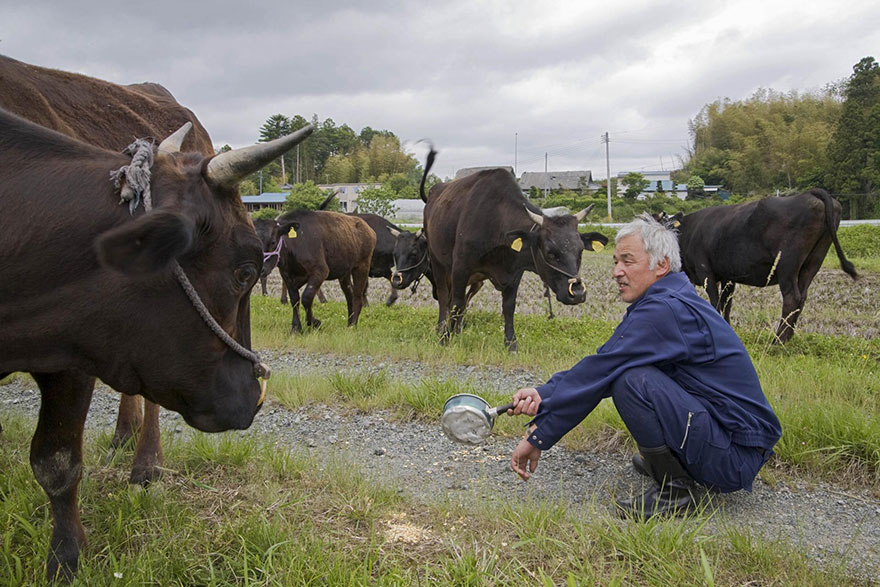 Este hombre volvió a Fukushima para alimentar a los animales que quedaron allí abandonados