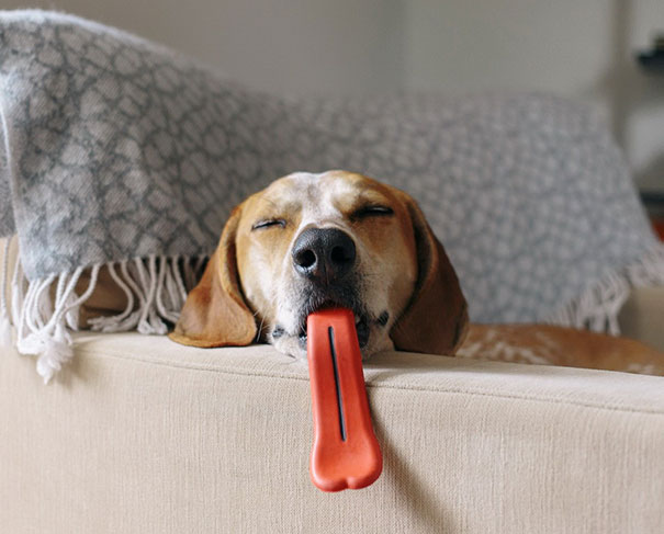 15 Perros que no saben lo graciosos que están con sus juguetes