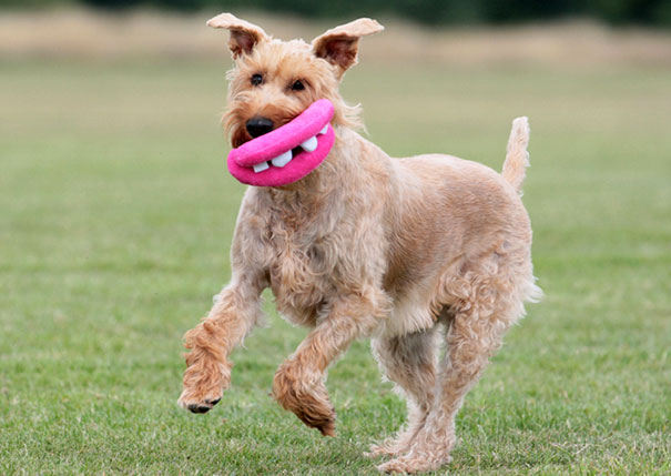 15 Perros que no saben lo graciosos que están con sus juguetes