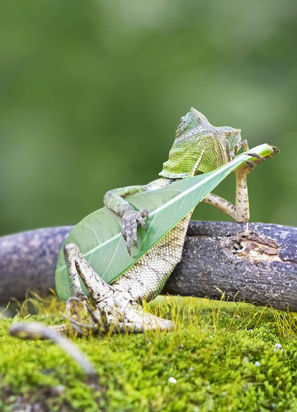 Este lagarto fue pillado tocando una hoja-guitarra en Indonesia