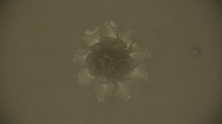 Estas hipnóticas lámparas en forma de flor danzan como medusas al florecer [Gifs + Vídeo]