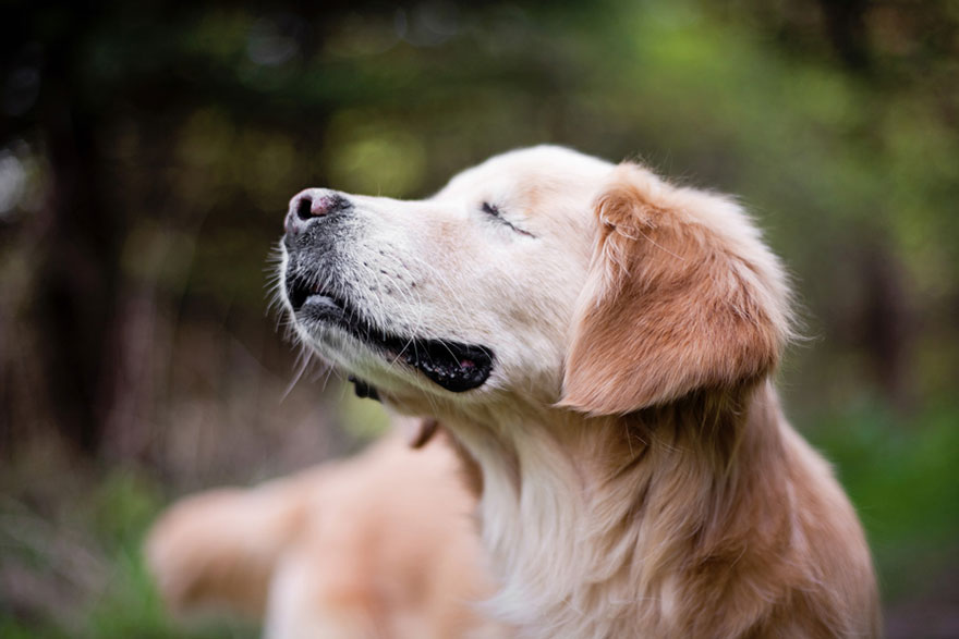 Este perro ciego llamado Smiley ayuda en la terapia de enfermos mentales y discapacitados