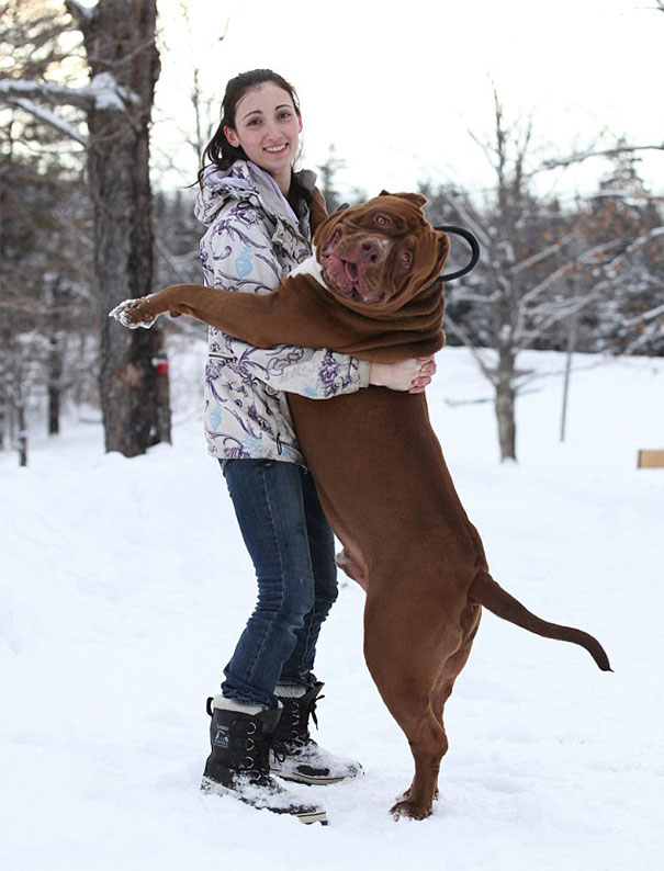 Este perro de casi 80 kilos es el pitbull más grande del mundo, ¡y sigue creciendo!