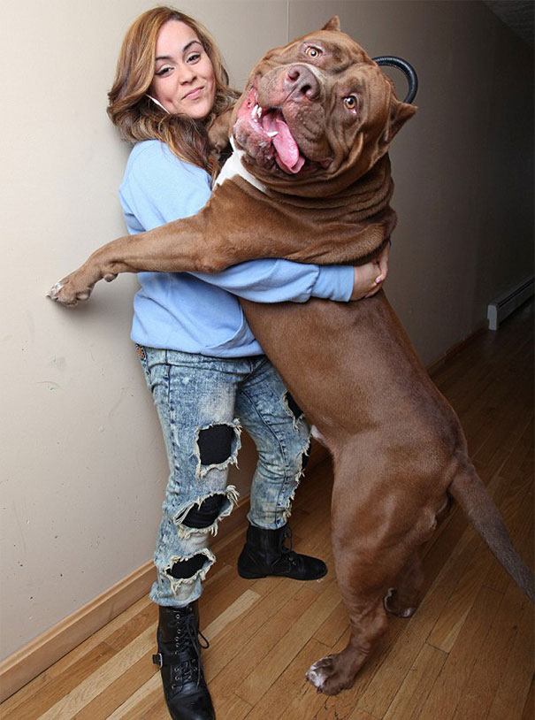 Este perro de casi 80 kilos es el pitbull más grande del mundo, ¡y sigue creciendo!