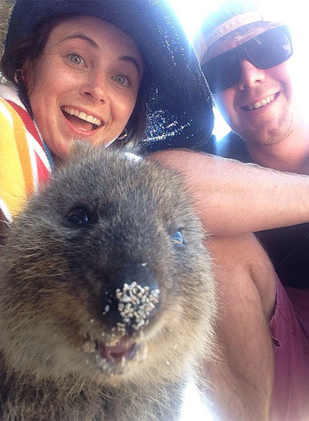 selfie-quokka-marsupial-moda-australia (1)