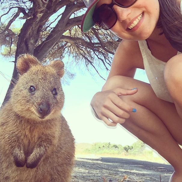 selfie-quokka-marsupial-moda-australia (12)