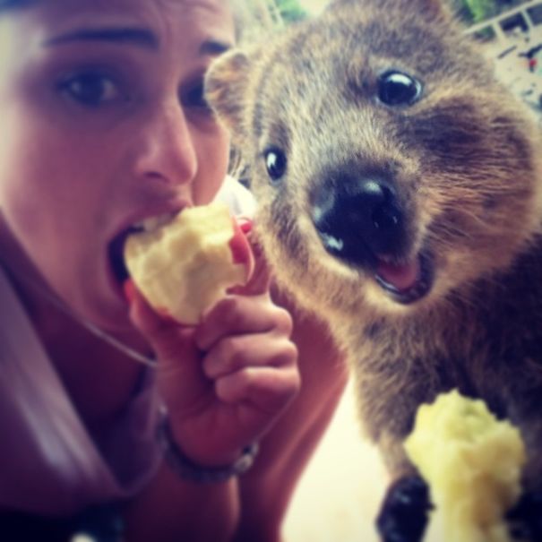 selfie-quokka-marsupial-moda-australia (13)