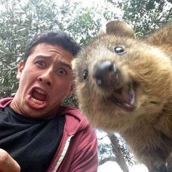 selfie-quokka-marsupial-moda-australia (15)