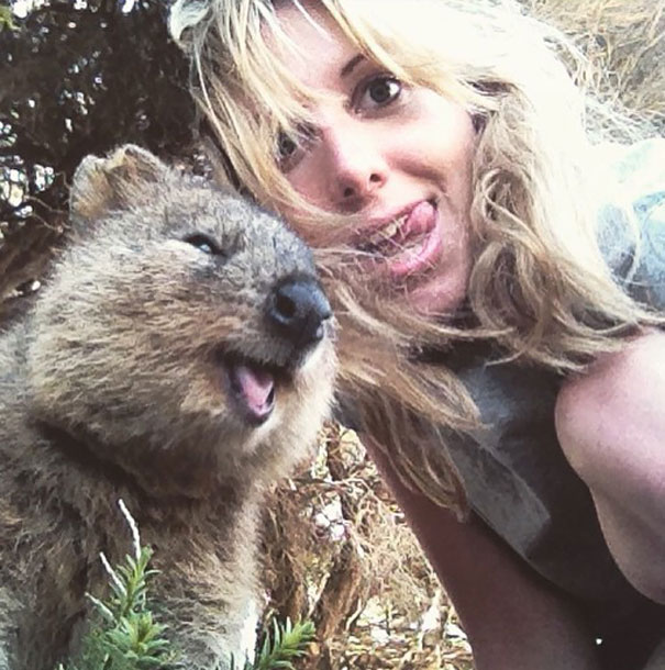 selfie-quokka-marsupial-moda-australia (2)