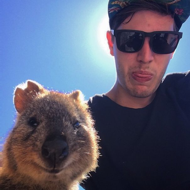 selfie-quokka-marsupial-moda-australia (3)