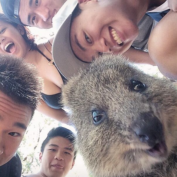 Hacerse selfies con un quokka es la moda más adorable de Australia