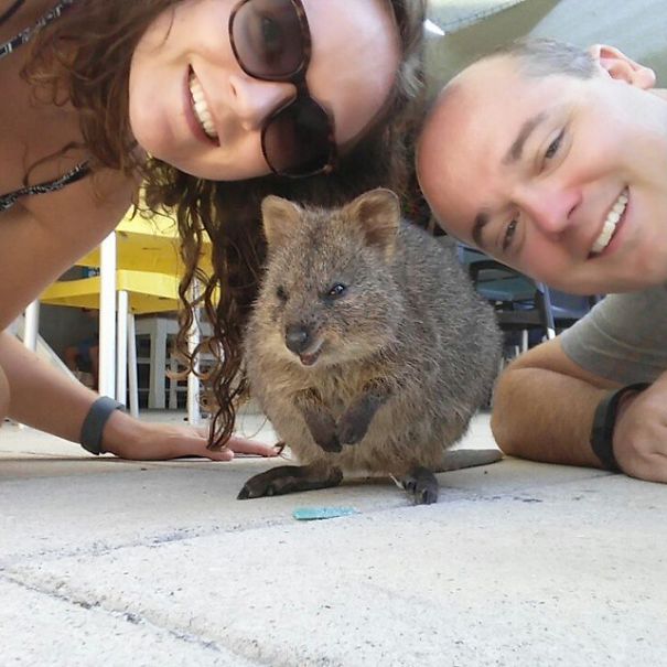 selfie-quokka-marsupial-moda-australia (6)