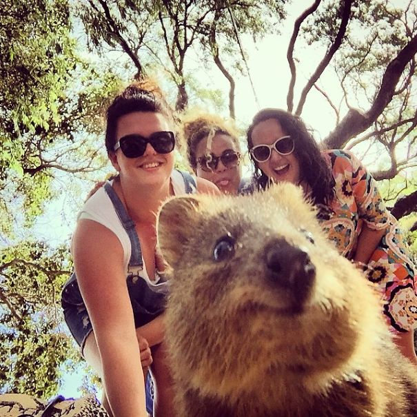 Hacerse selfies con un quokka es la moda más adorable de Australia