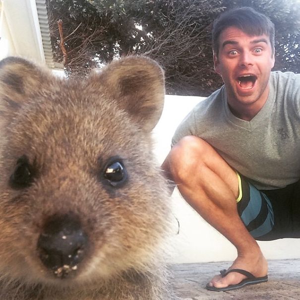 selfie-quokka-marsupial-moda-australia (8)