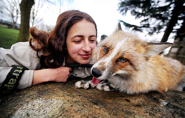 Este zorro rescatado y criado por humanos se cree que es un perro