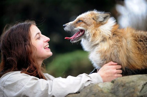 Este zorro rescatado y criado por humanos se cree que es un perro