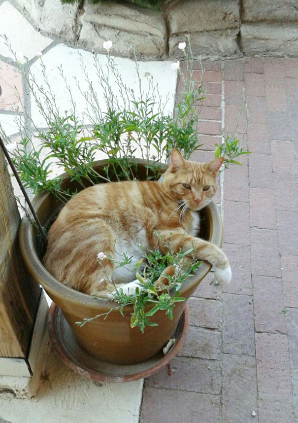 25 gatos-plantas que probablemente no deberías regar
