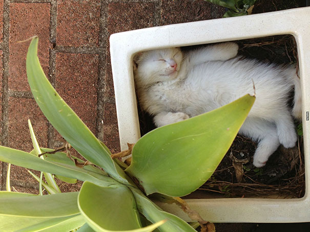 25 gatos-plantas que probablemente no deberías regar