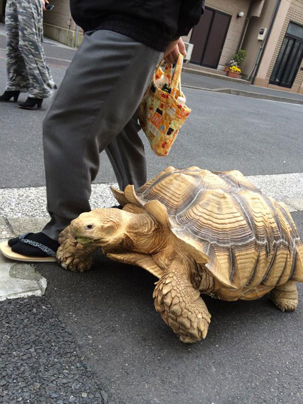 El dueño más paciente del mundo pasea a su tortuga gigante por las calles de Tokio