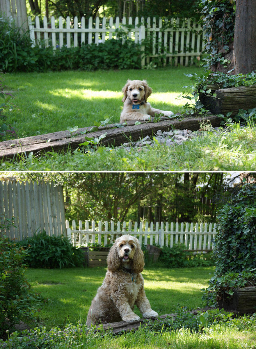 25 Fotos del antes y después de perros creciendo