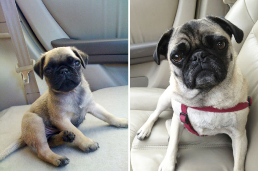25 Fotos del antes y después de perros creciendo