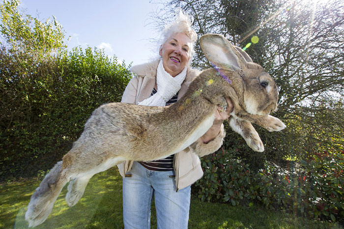 Darius es el conejo más grande del mundo, pero su hijo puede crecer aún más