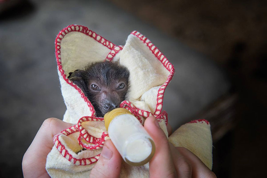 Las crías huérfanas en este hospital de murciélagos son demasiado adorables