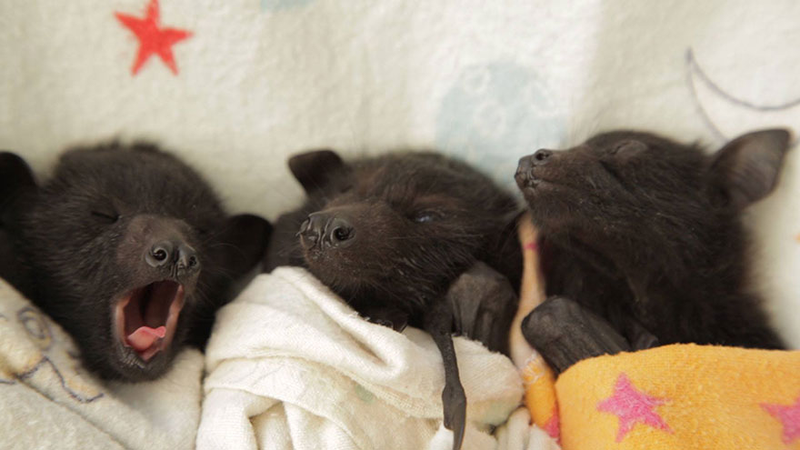 Las crías huérfanas en este hospital de murciélagos son demasiado adorables