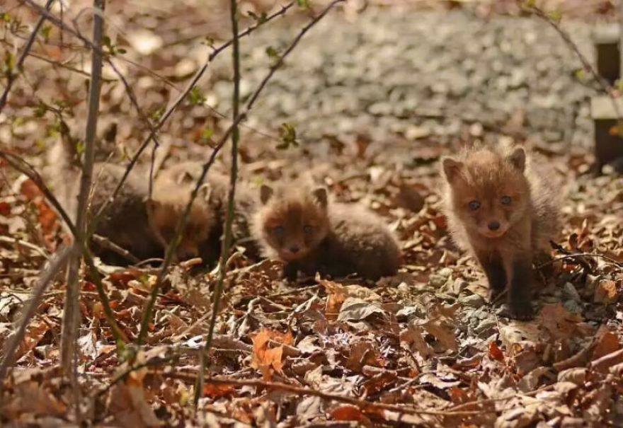 Un padre y su hija se encuentran una camada de crías de zorro en su patio trasero