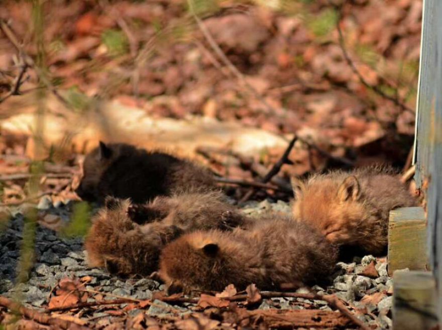 Un padre y su hija se encuentran una camada de crías de zorro en su patio trasero