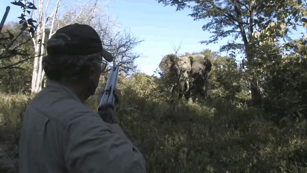 Un cazador de marfil fue pisoteado hasta la muerte por el elefante que intentaba cazar