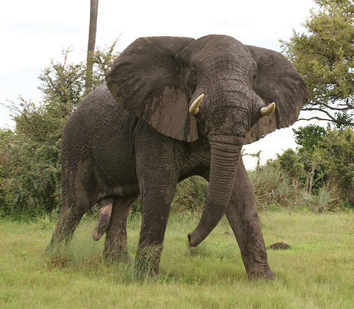 Un cazador de marfil fue pisoteado hasta la muerte por el elefante que intentaba cazar