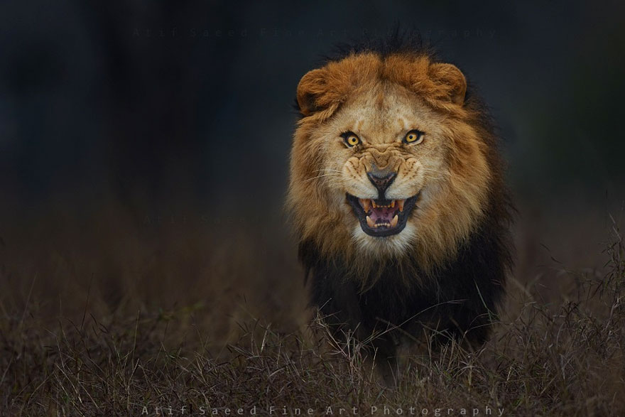 Un fotógrafo toma fotos de un león enfurecido unos segundos antes de que le atacara