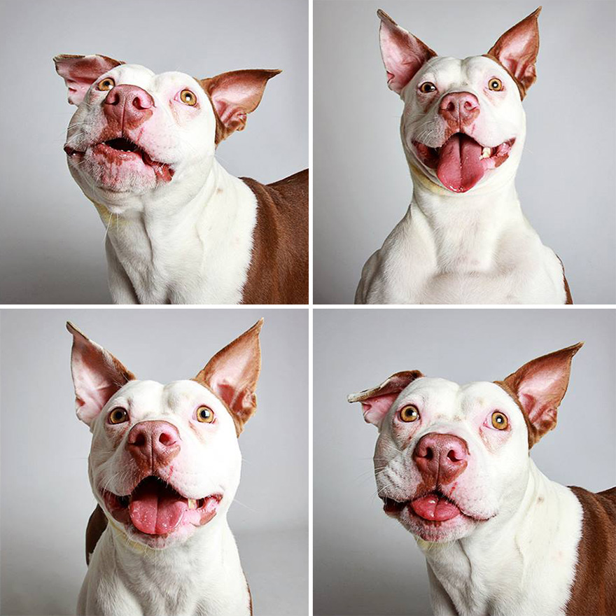 Estas sesiones de fotomatón ayudan a los perros de este refugio a conseguir un hogar