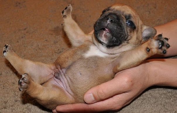 25 Preciosos cachorros de bulldog que te alegrarán el día