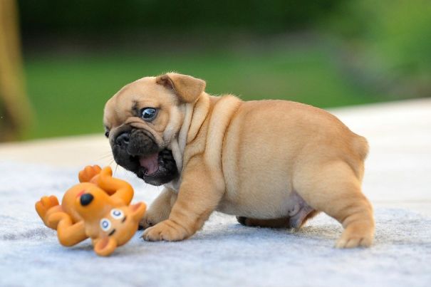 25 Preciosos cachorros de bulldog que te alegrarán el día