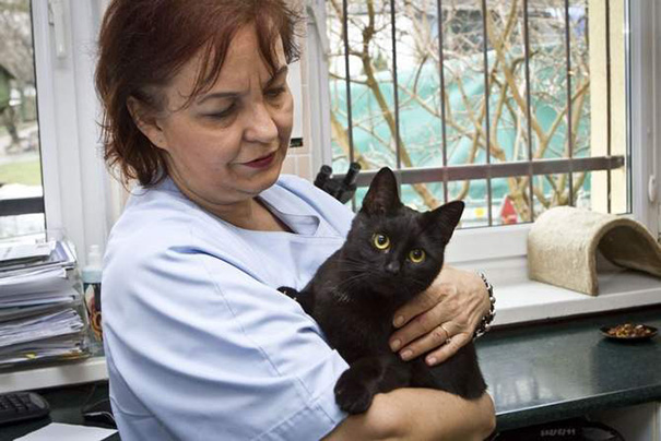 Este increíble gato enfermero de Polonia cuida de los otros animales del refugio
