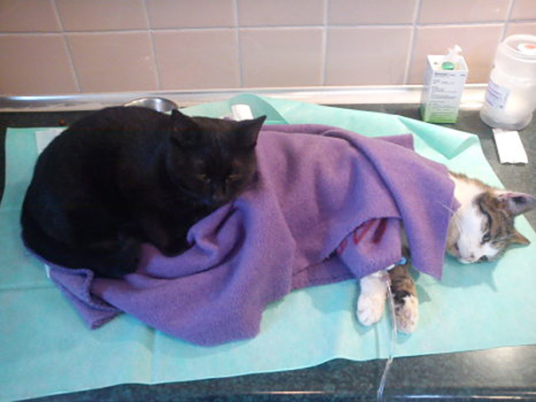 Este increíble gato enfermero de Polonia cuida de los otros animales del refugio