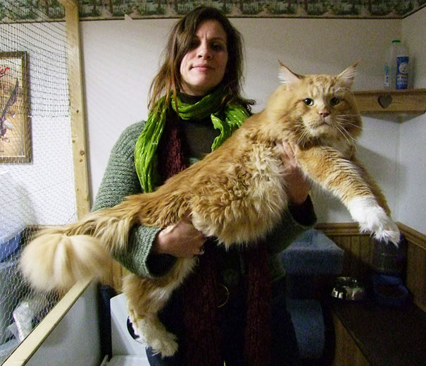 15 gatos domésticos absolutamente enormes