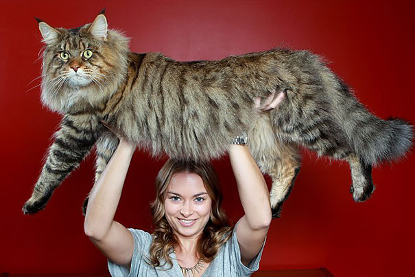 15 gatos domésticos absolutamente enormes