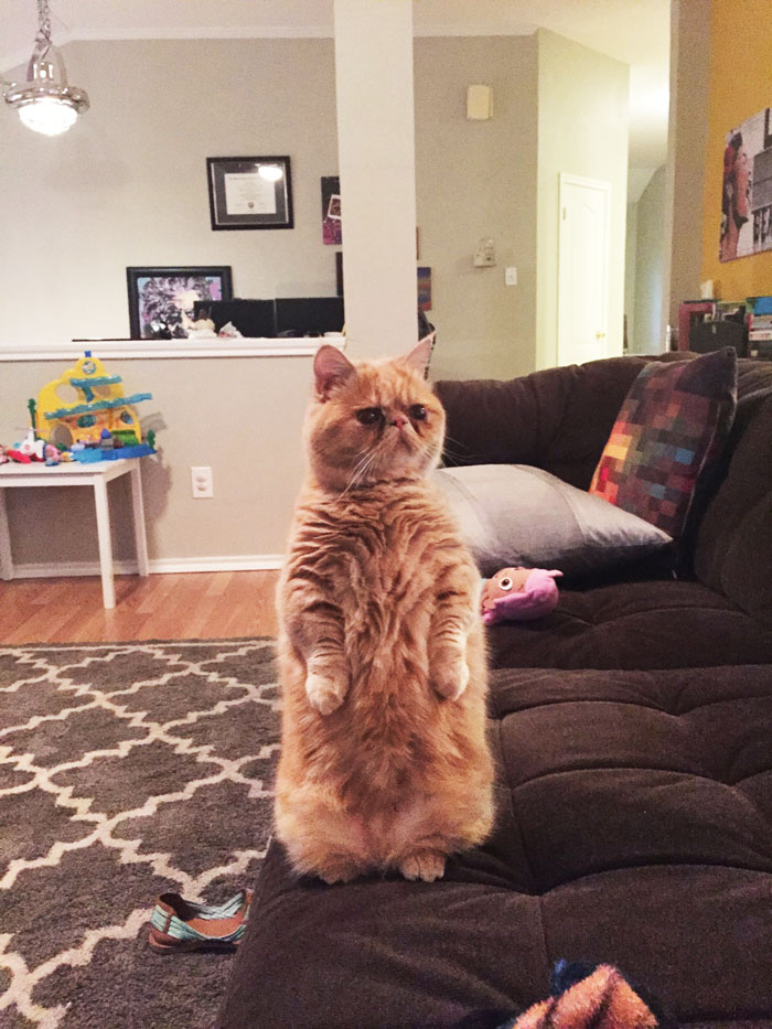 Este es George, un gato muy humano que prefiere estar sobre 2 patas