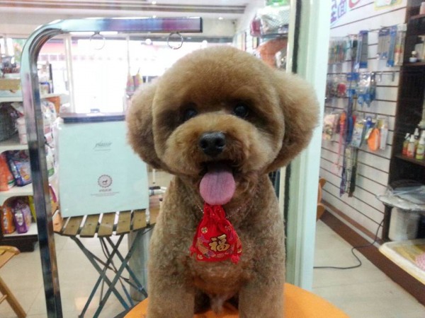perros-corte-pelo-redondo-cuadrado-taiwan (1)