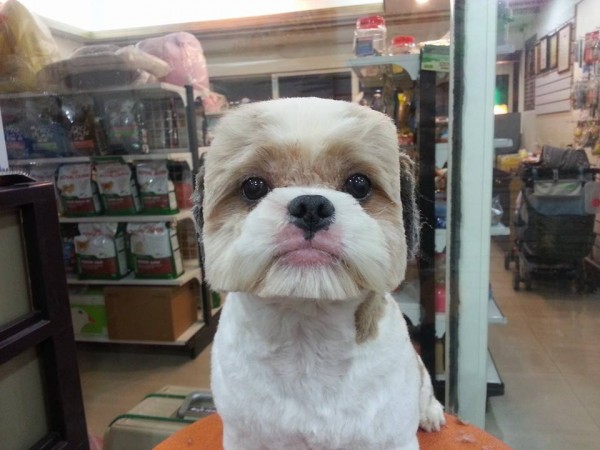 La última moda en Taiwan es cortarle el pelo a los perros en forma cuadrada o circular
