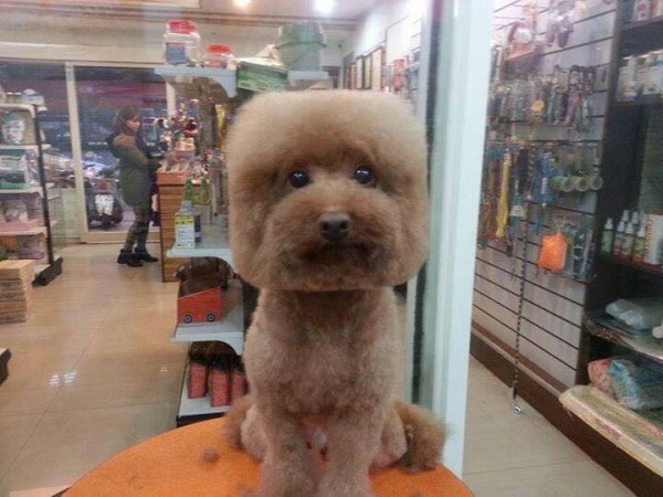 La última moda en Taiwan es cortarle el pelo a los perros en forma cuadrada o circular