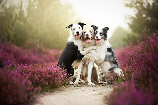 25 Perros amigos tan adorables como inseparables