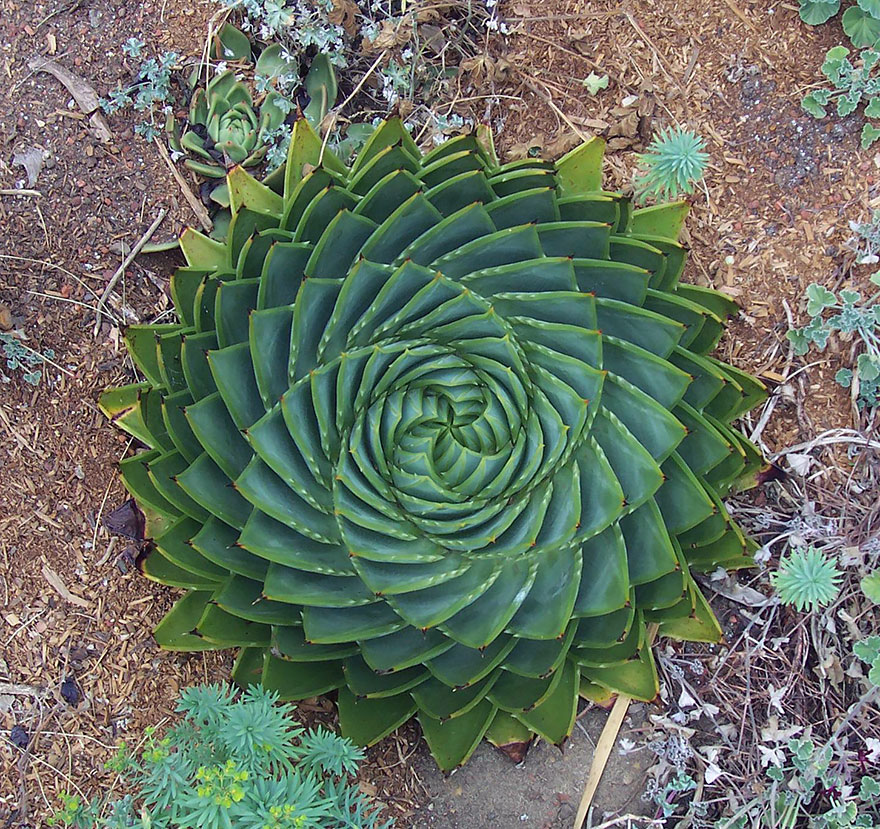 20 Fotos de plantas geométricas para los amantes de la simetría