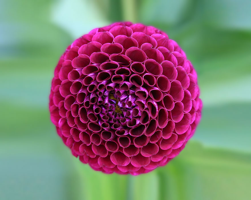 20 Fotos de plantas geométricas para los amantes de la simetría