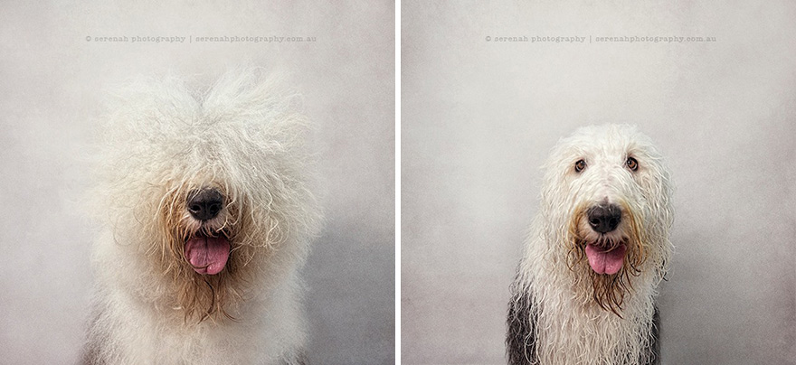 Perro seco, perro mojado: Esta fotógrafa retrata a los perros antes y después del baño