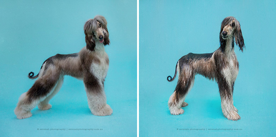 Perro seco, perro mojado: Esta fotógrafa retrata a los perros antes y después del baño