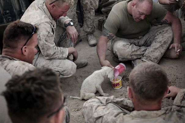 20 Soldados y animales que se hicieron amigos en zonas de guerra